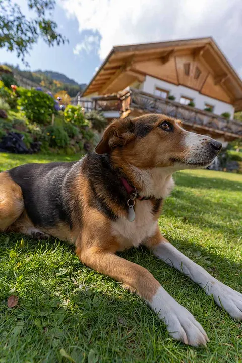 Hund auf Wiese vor dem Untertaxerhof